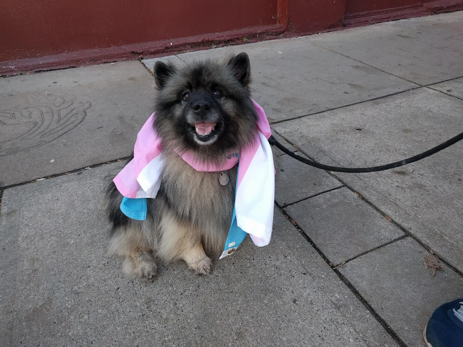 A dog wearing a transgender pride flag as a scarf at a street demonstration.